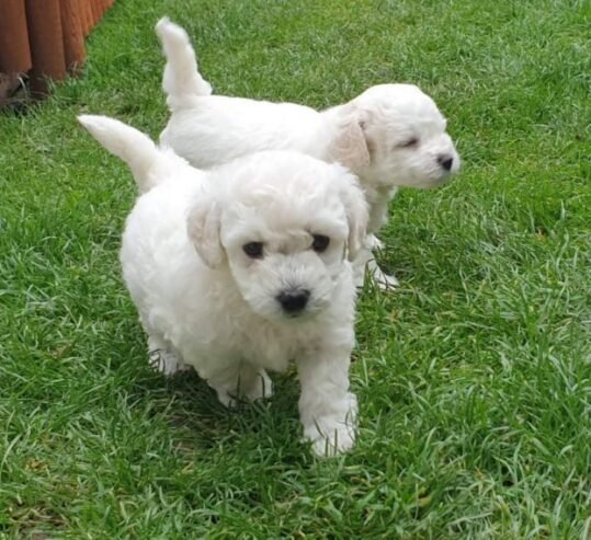 Mini Teacup Bichon Frise Puppies