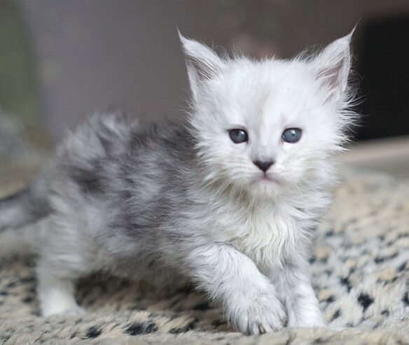 Adorable mainecoon kittens for adoption