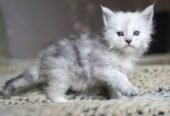 Adorable mainecoon kittens for adoption