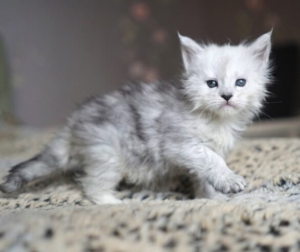 Adorable mainecoon kittens for adoption