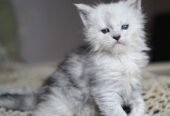 Adorable mainecoon kittens for adoption