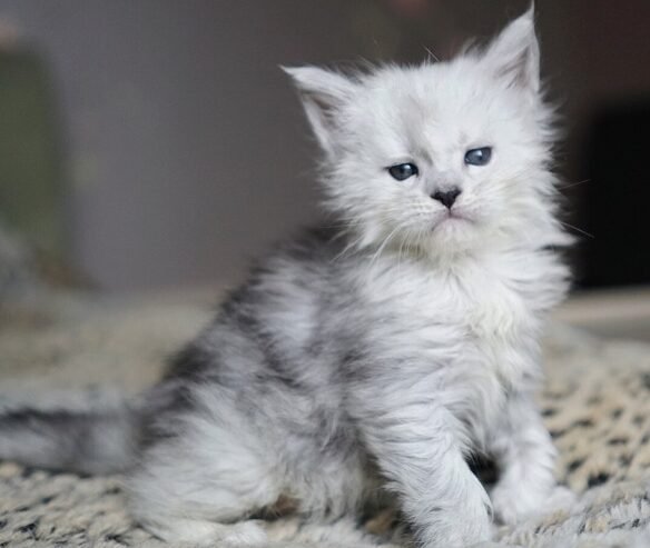 Adorable mainecoon kittens for adoption