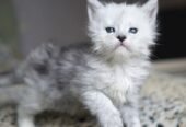 Adorable mainecoon kittens for adoption