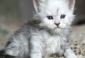 Adorable mainecoon kittens for adoption