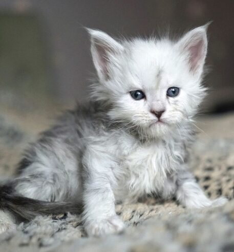 Adorable mainecoon kittens for adoption