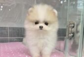 Adorable Pomeranian Puppies for Sale