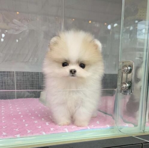 Adorable Pomeranian Puppies for Sale