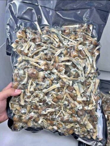 Mushrooms available in stock