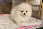 Adorable Pomeranian Puppies for Sale