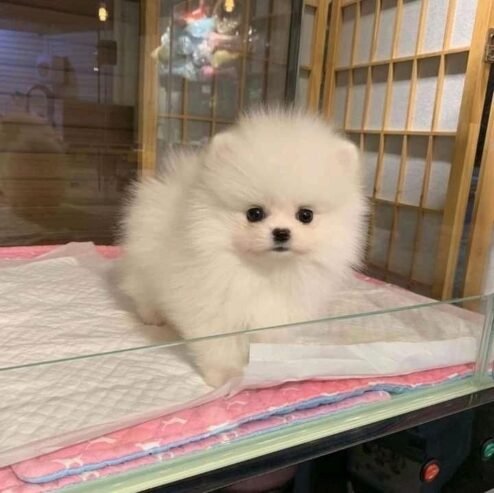 Adorable Pomeranian Puppies for Sale