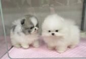 Adorable Pomeranian Puppies for Sale