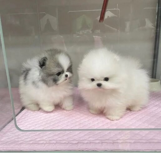 Adorable Pomeranian Puppies for Sale