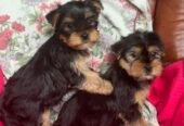 Male and female Teacup Yorkie puppies available