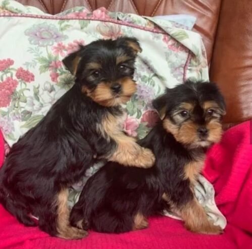 Male and female Teacup Yorkie puppies available