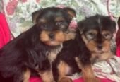 Male and female Teacup Yorkie puppies available