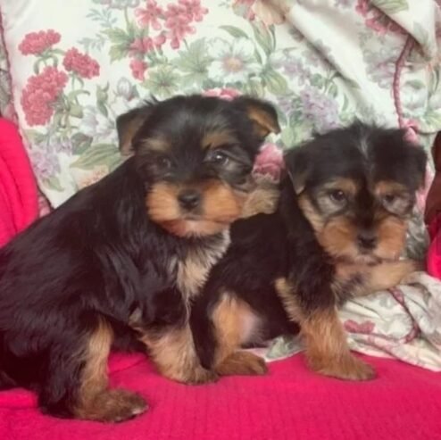 Male and female Teacup Yorkie puppies available