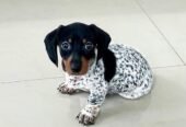 We have Dachshund puppies for sale