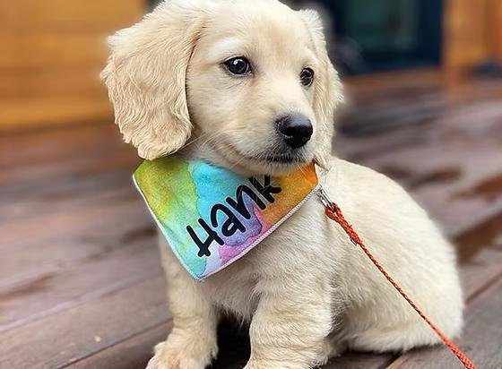 We have Dachshund puppies for sale
