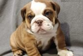 English Bulldog Pups