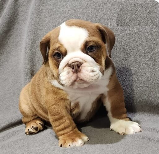 English Bulldog Pups
