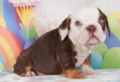 English Bulldog Pups