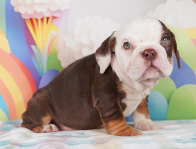 English Bulldog Pups