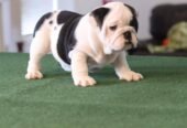 English Bulldog Pups