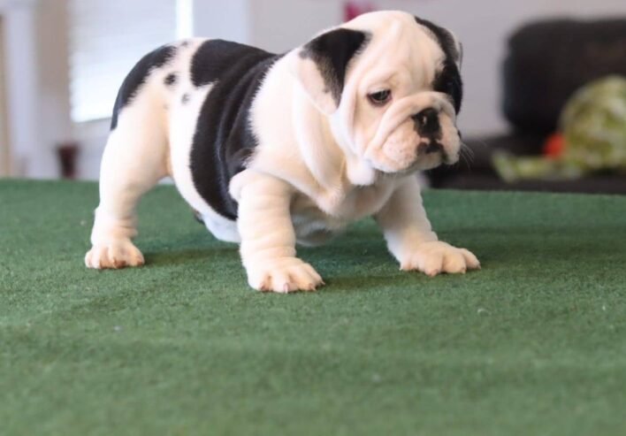 English Bulldog Pups