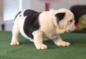 English Bulldog Pups