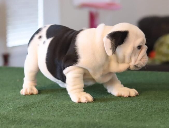English Bulldog Pups